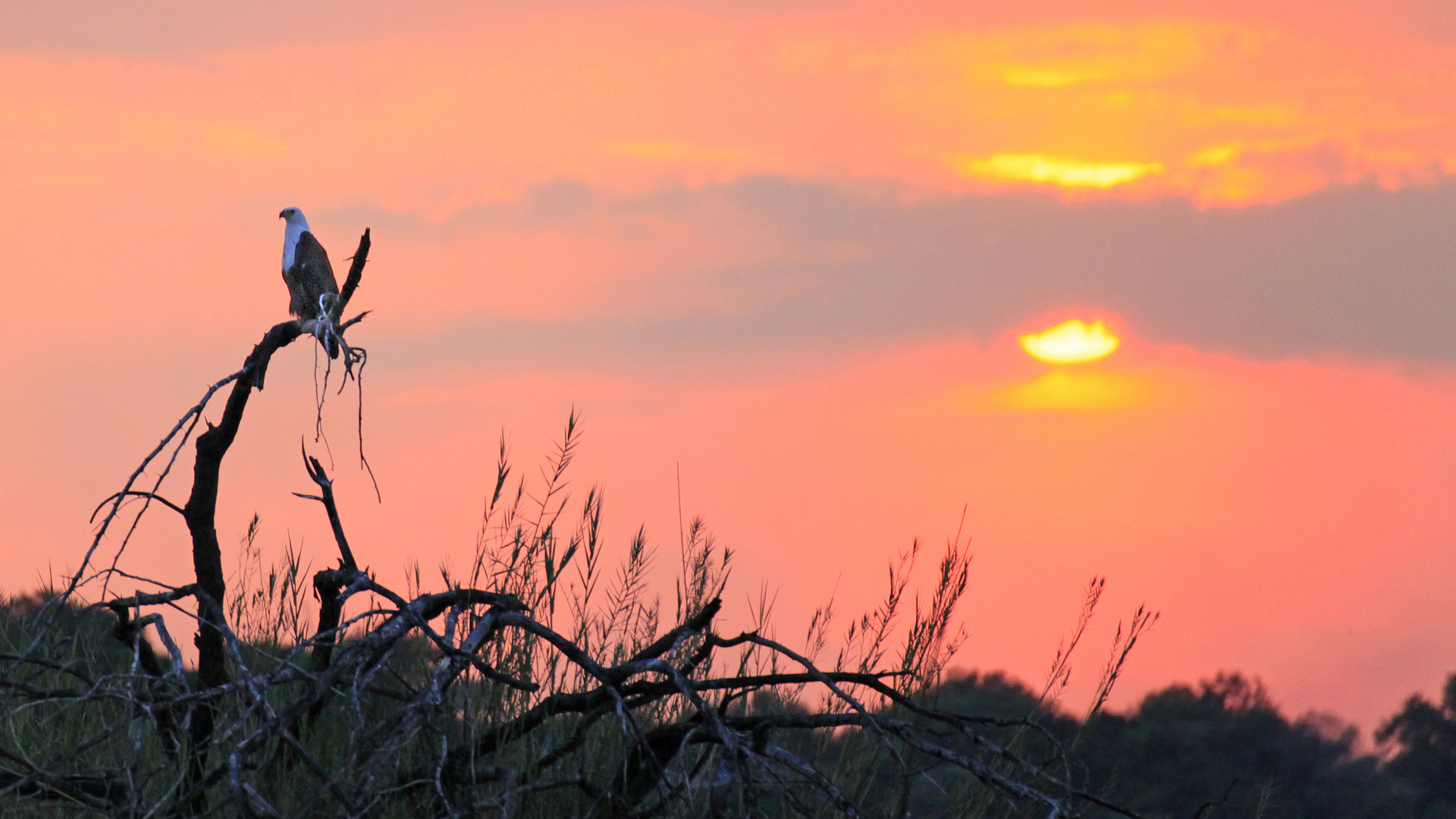 Adler am Okavango