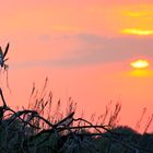 Adler am Okavango