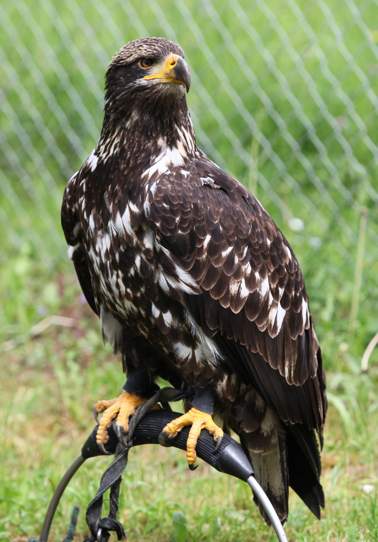 Adler am Platz