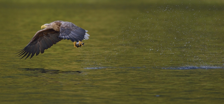 Adler am Romsdalfjord