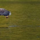 Adler am Romsdalfjord