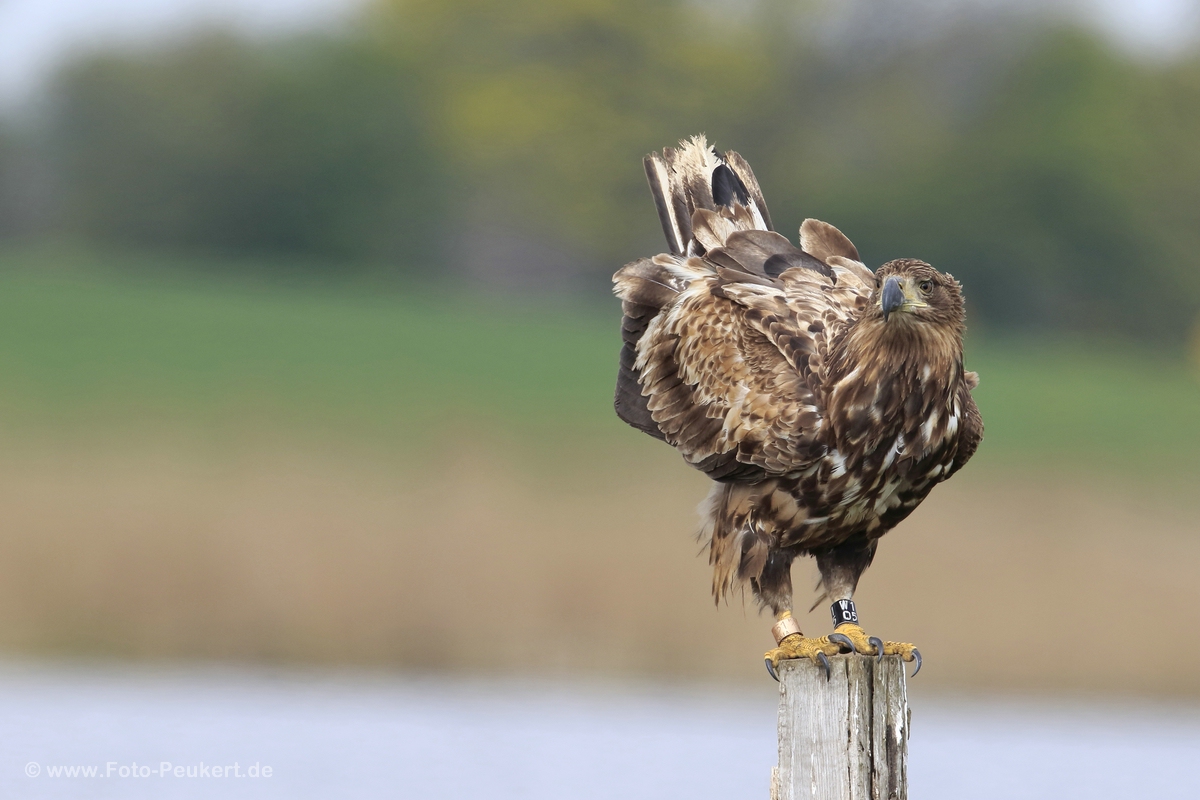 Adler am Stiel