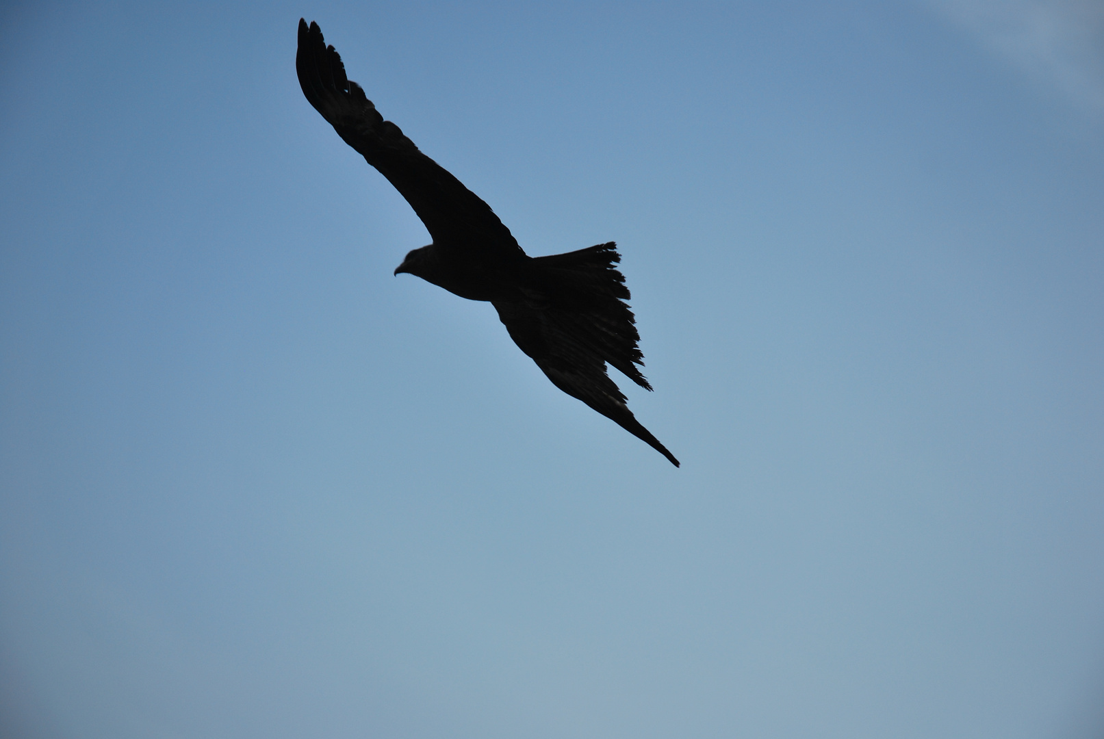 Adler am Varkala Strand