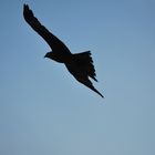 Adler am Varkala Strand