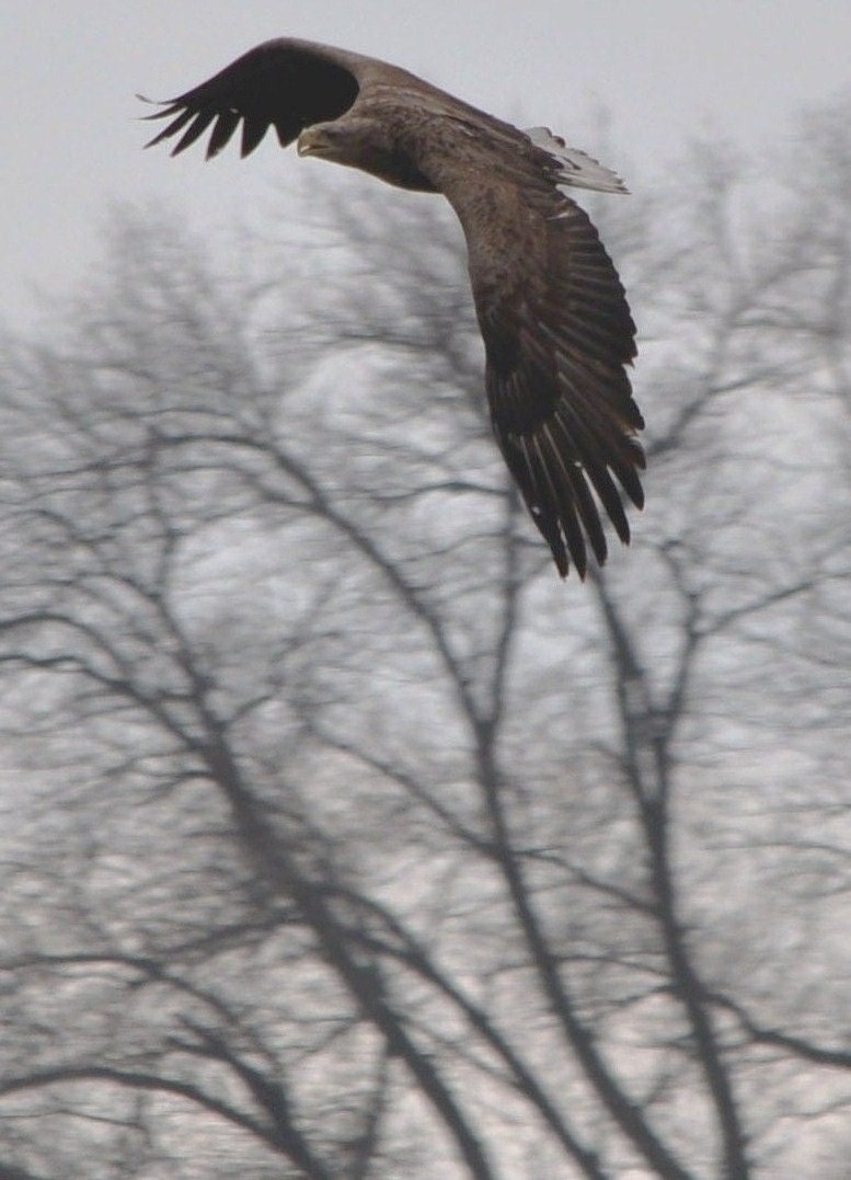 Adler an der Elbe