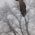 Adler an der Elbe