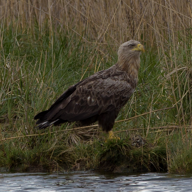 Adler an der Pene