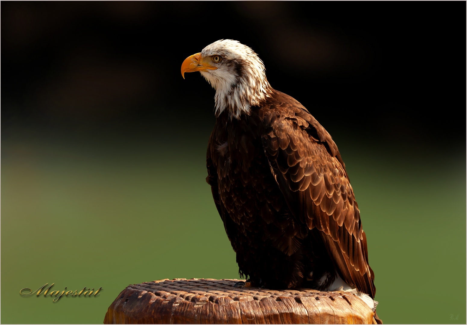 Adler auf Ansitz