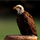 Adler auf Ansitz