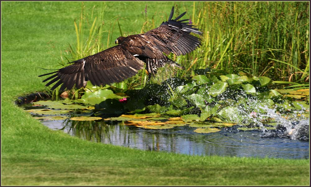 Adler auf Beutefang