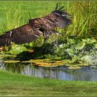 Adler auf Beutefang