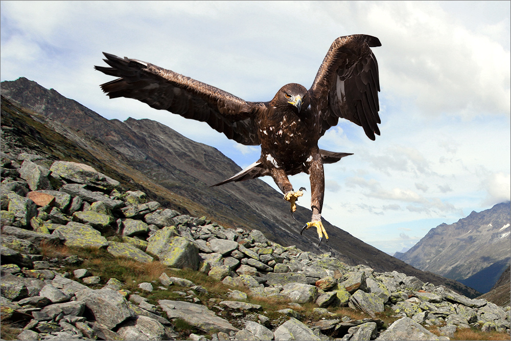 Adler auf Beutejagd