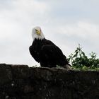 Adler auf Burg Kinzheim