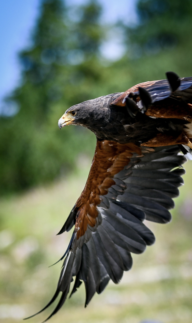 Adler auf dem Ahorn Berg 