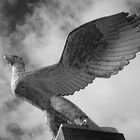 Adler auf dem Olympiastadion Gelände