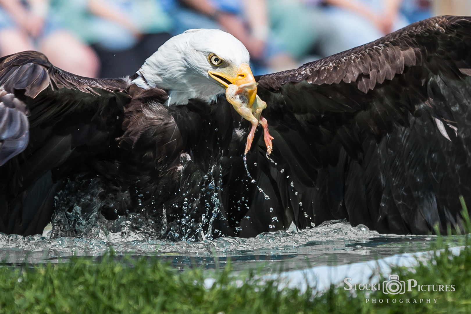 Adler auf der Jagd