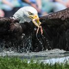 Adler auf der Jagd