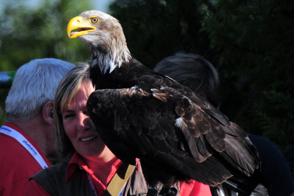 Adler auf der Kina