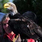 Adler auf der Kina