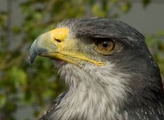 Adler auf der Photokina