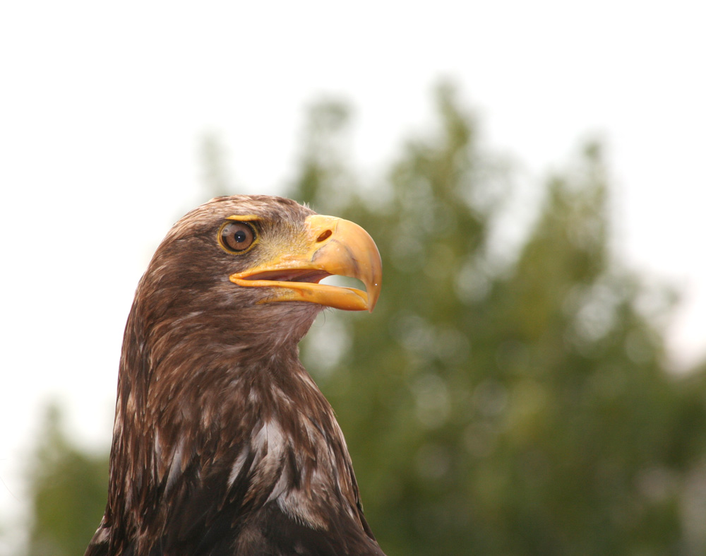 Adler auf der photokina