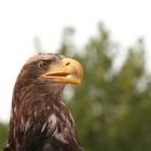 Adler auf der photokina