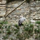 Adler auf der uralten Steinmauer