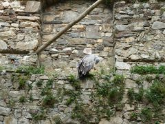 Adler auf der uralten Steinmauer