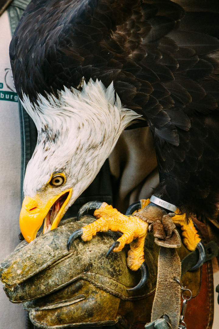 Adler auf Falknerhandschuh