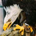 Adler auf Falknerhandschuh