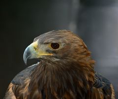 Adler auf Schloß Schillingsfürst