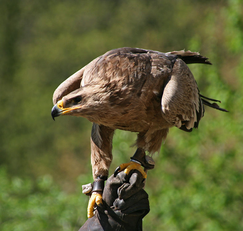 Adler auf starker Hand