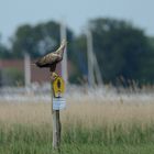 Adler auf Usedom