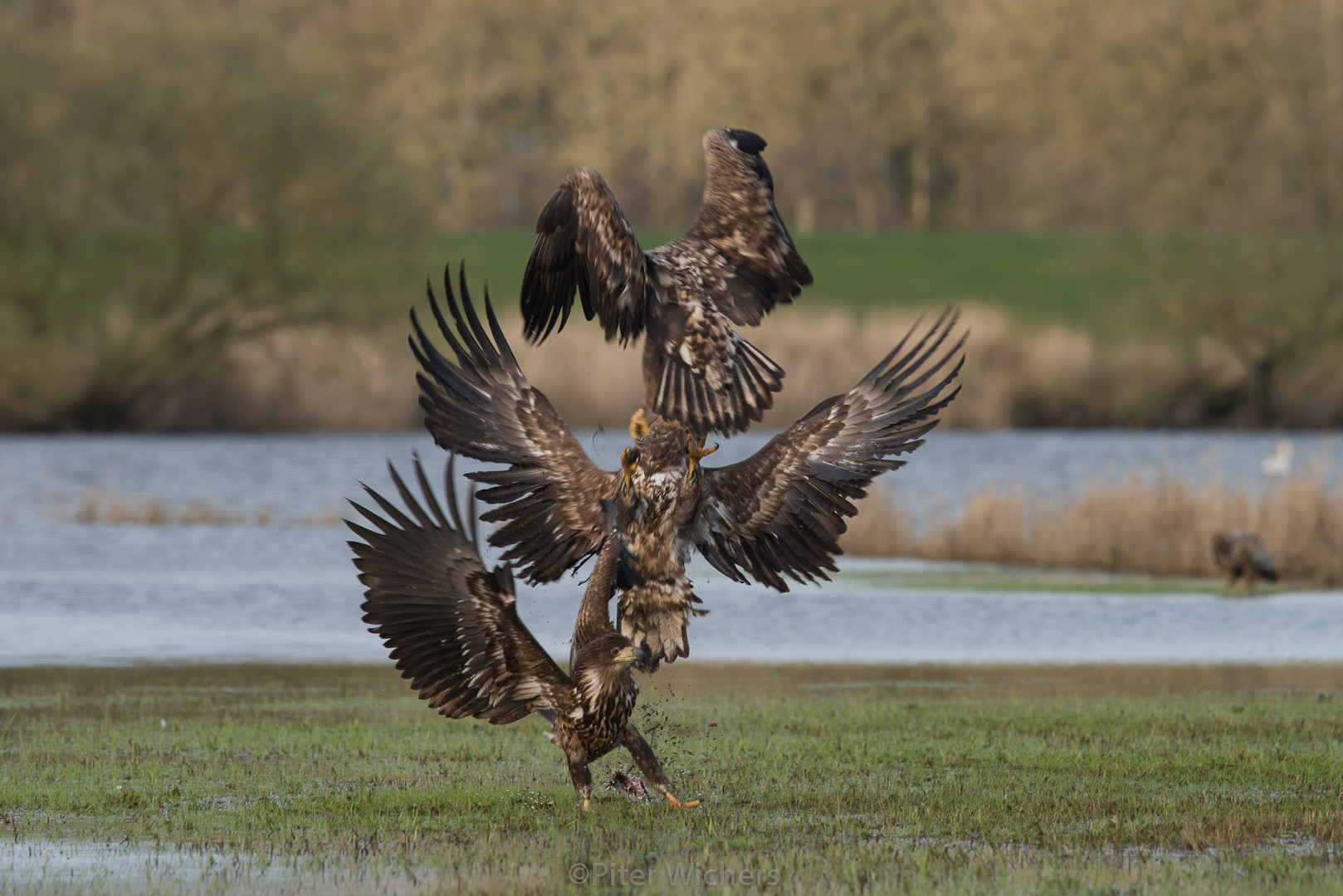 Adler aufgetürmt.