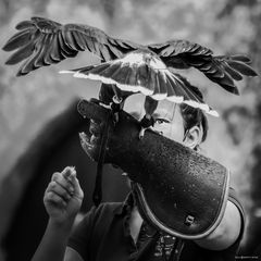 Adler / Auge