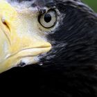 Adler-Auge