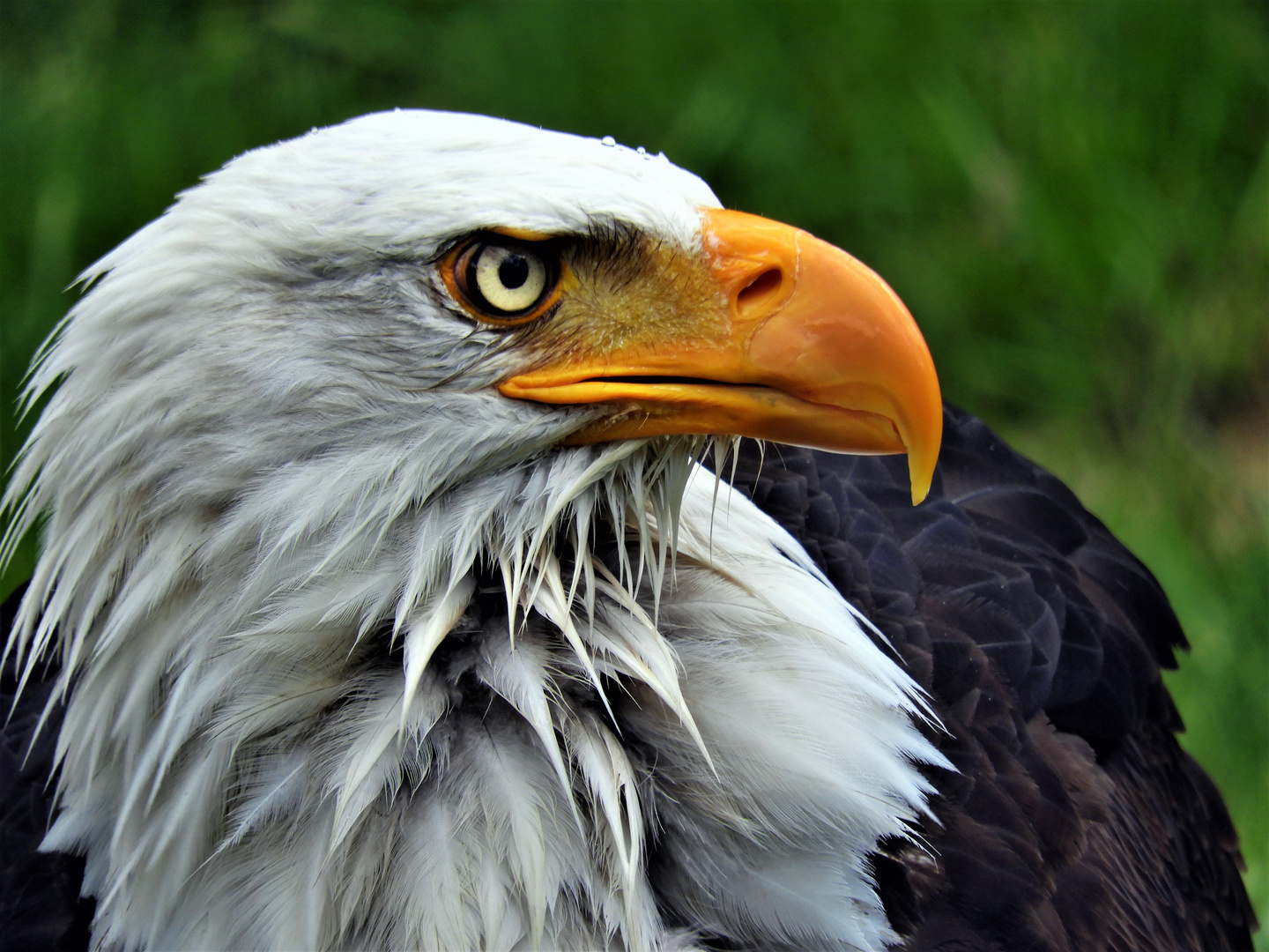 ADLER-AUGE, sei wachsam !