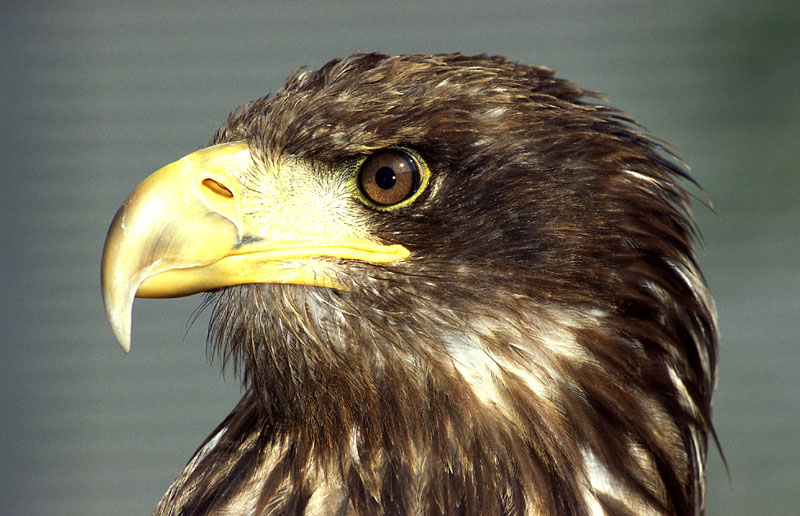 Adler aus dem Freigehege in Hellenthal