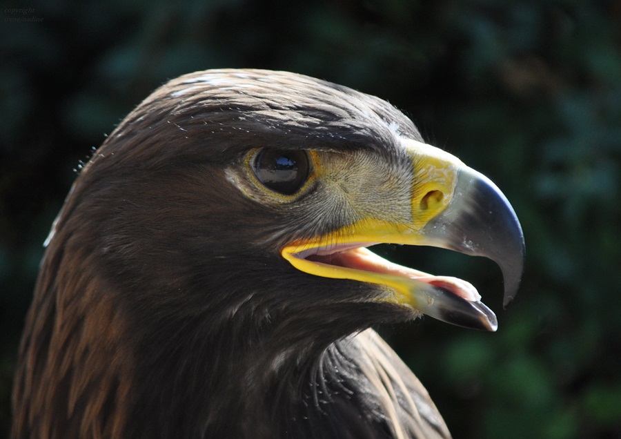 Adler aus Stein !!!