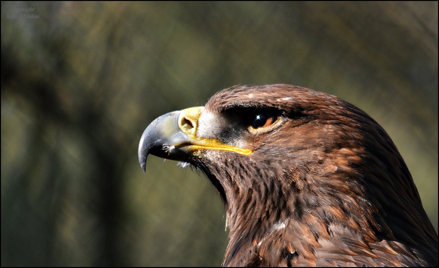 Adler aus Stein !?!?