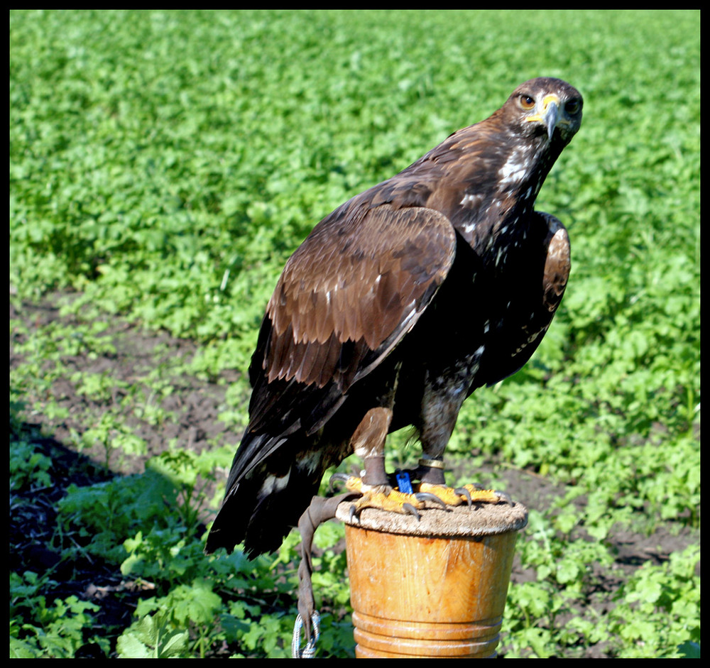 Adler Foto & Bild tiere, zoo, wildpark & falknerei, vögel Bilder auf