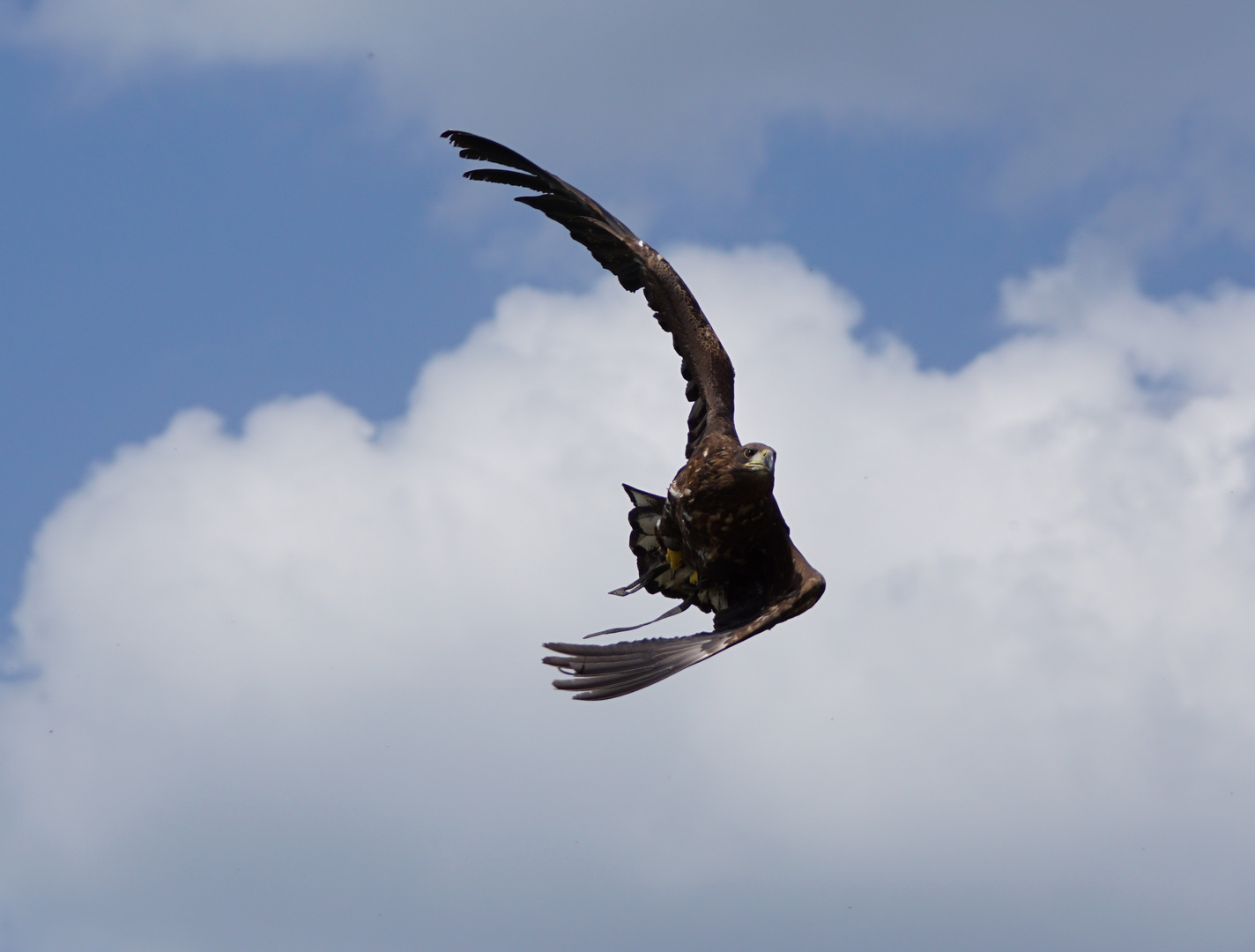 Adler bei 90 Grad Kurve :-)