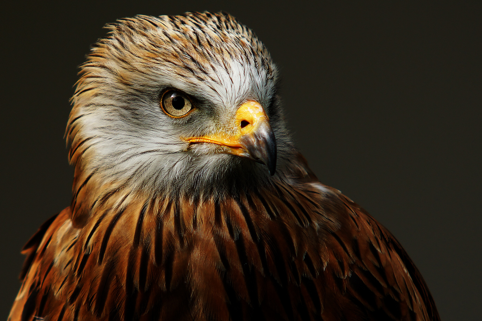 Adler bei der Greifvogelshow im Wildpark Gangelt