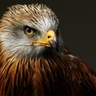 Adler bei der Greifvogelshow im Wildpark Gangelt