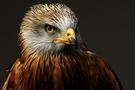 Adler bei der Greifvogelshow im Wildpark Gangelt von Michael Teichert 