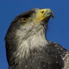 Adler bei der Photokina 2008