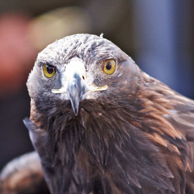 Adler bei einer Tiershow in Wegberg