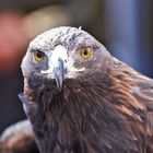 Adler bei einer Tiershow in Wegberg