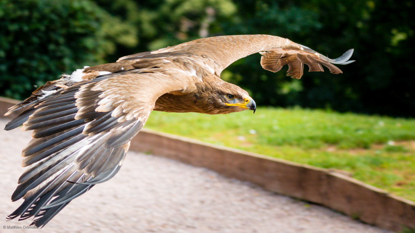 Adler bei Flugshow