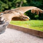 Adler bei Flugshow